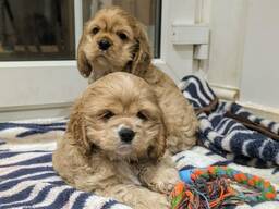 Most beautiful American Cocker Spaniel Puppies litter.