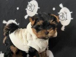 Our beautiful Yorkshire terriers puppies