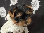 Our beautiful Yorkshire terriers puppies - photo 2