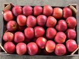 Polish apples (Gala, Cortland, Szampion, Jonagold, Golden Delicious, Alwa and others) - photo 2