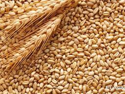 Пшеница, ячмень, кукуруза продовольственные и фуражные, из Польши и Казахстана