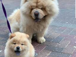 Red Smooth Coated Chow Chow Pups for sale
