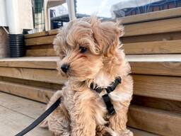 Sweet Maltipoo puppy